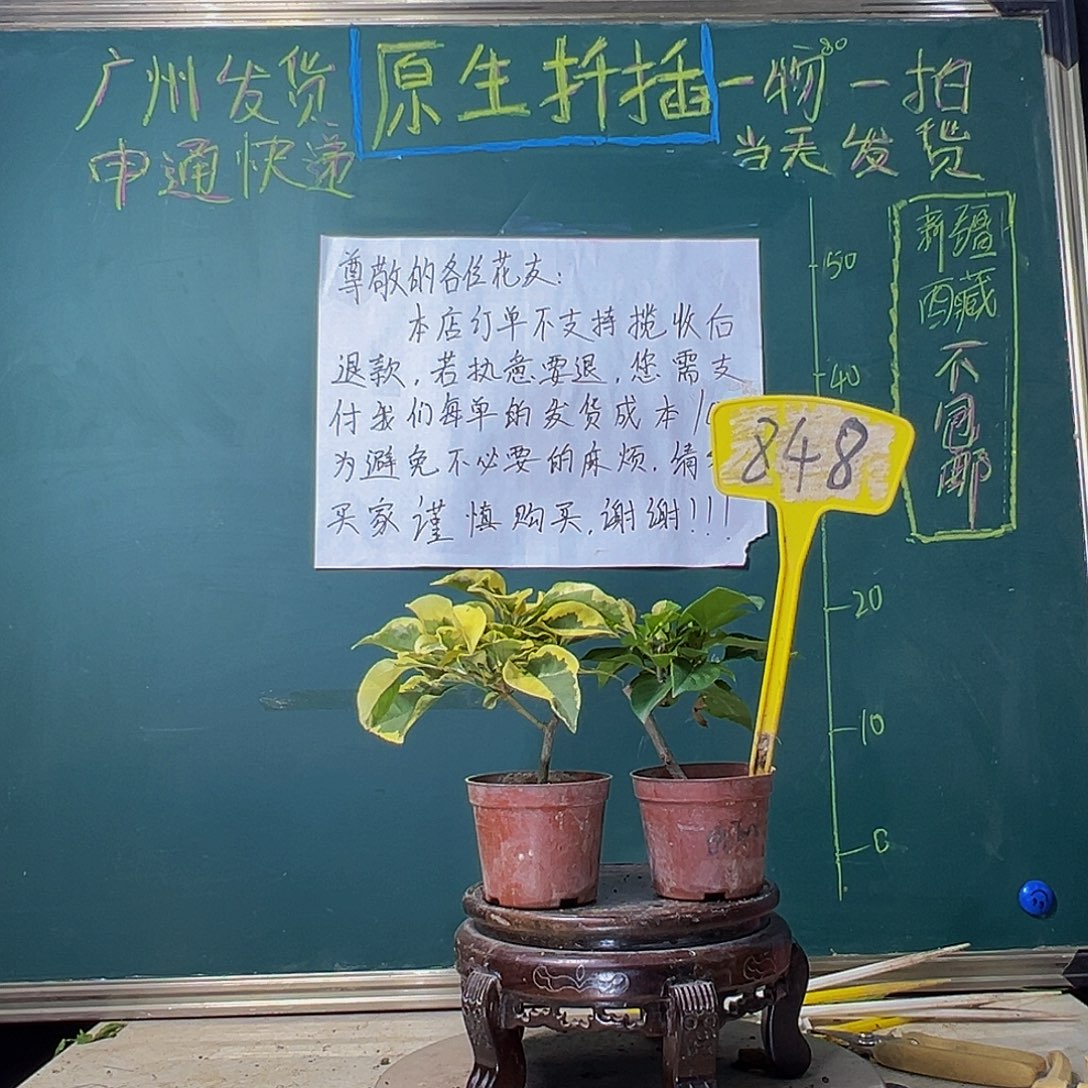 当前无花栽培后可以开花橙冰掌中宝 暗斑丽人掌中宝848