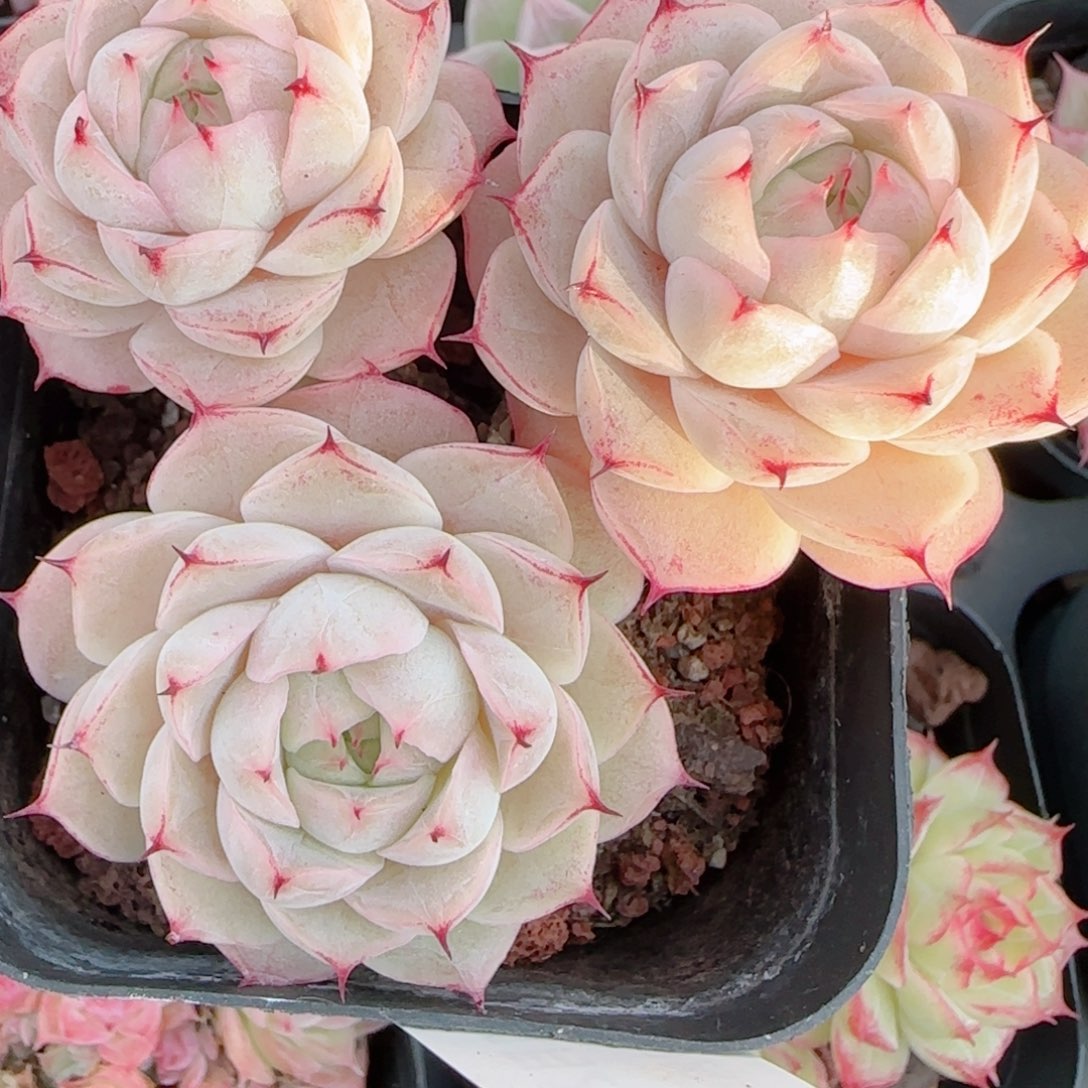 哎***何花语多肉0102-305魔仙散