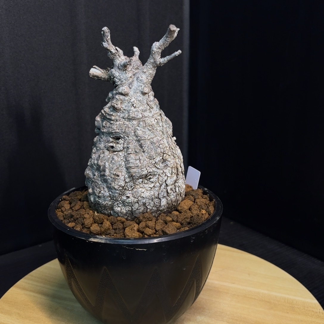 木  象足漆树老家带盆土