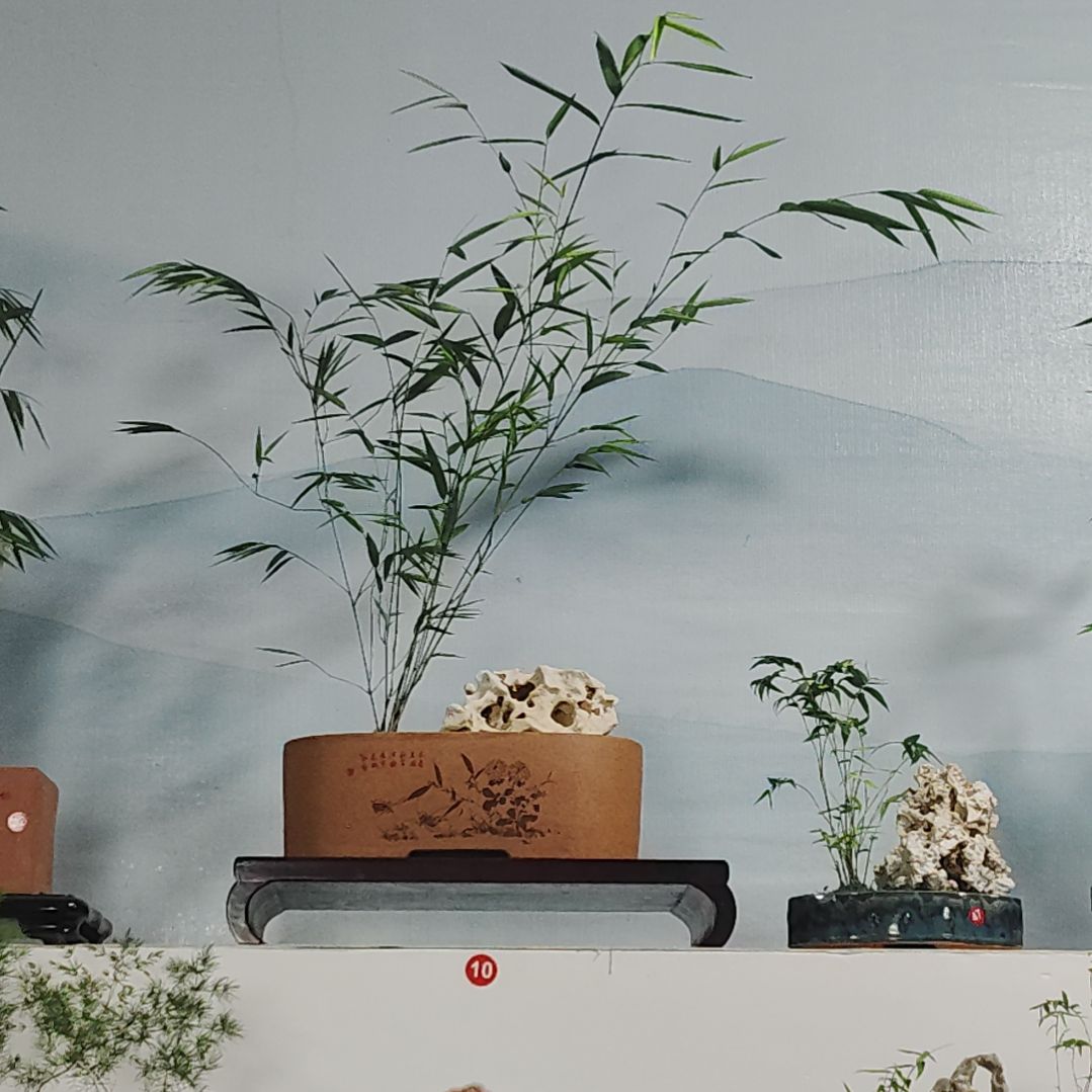 盆景，内门竹，太湖石，ঞ****༊