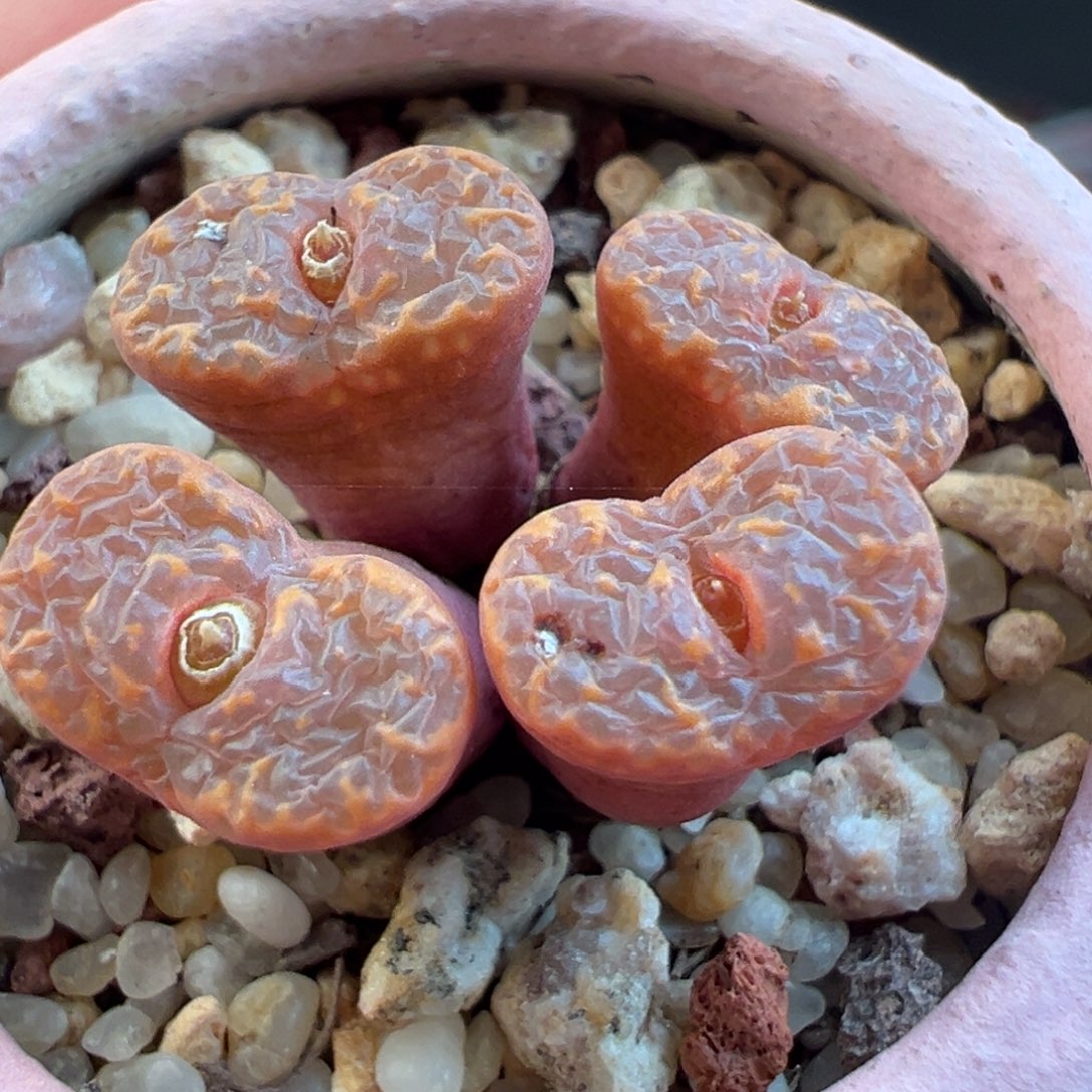 92号粉泡勋章…………