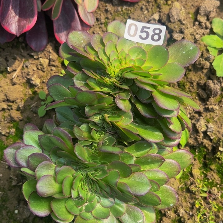 058多肉植物盆栽