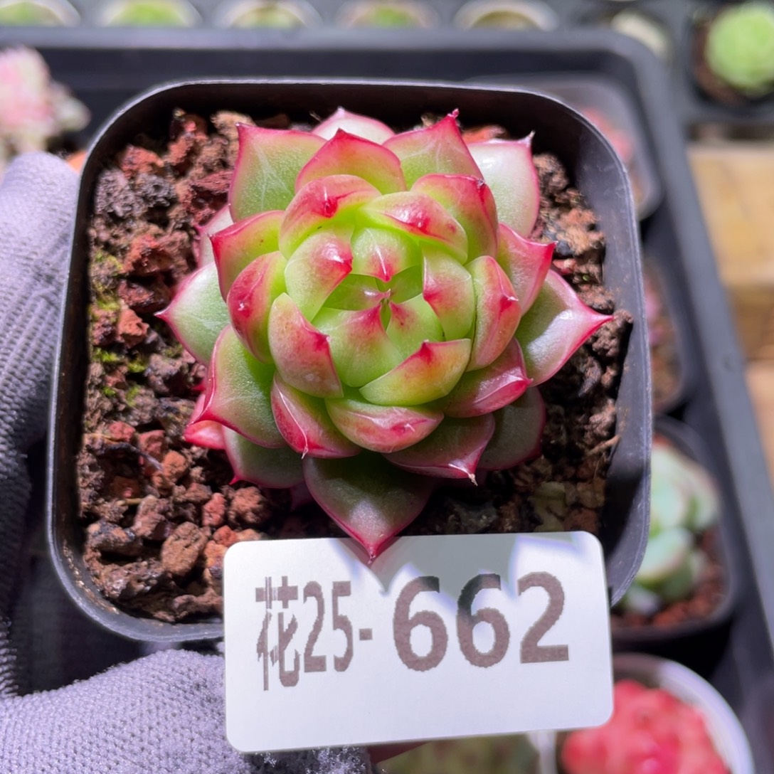 花利美25-662海王