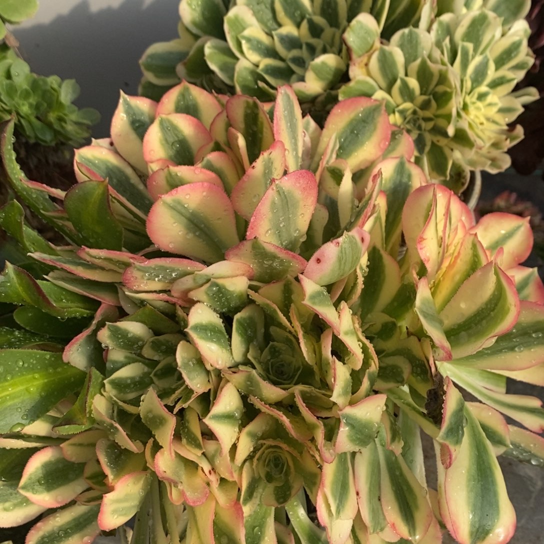 冉***冉不开花植物迈巴赫组合多肉1颗