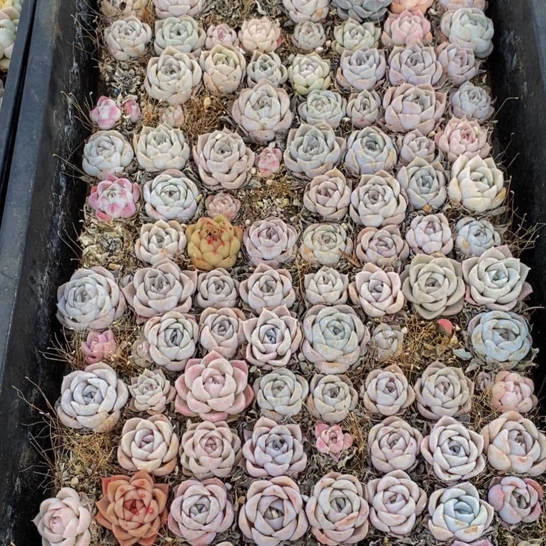 745多肉植物保护研究所