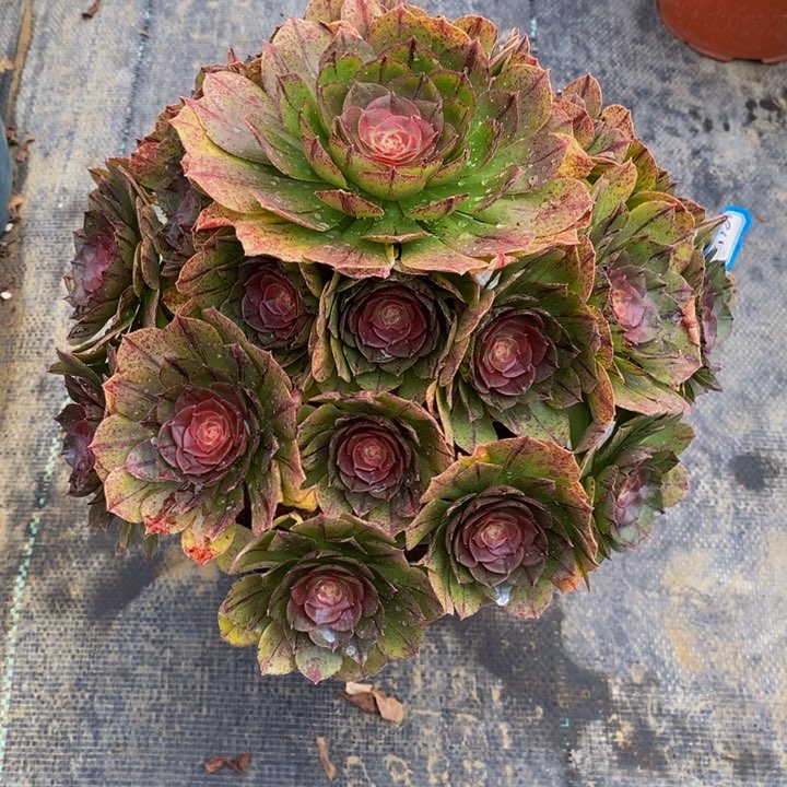 911万拉丝多肉法师