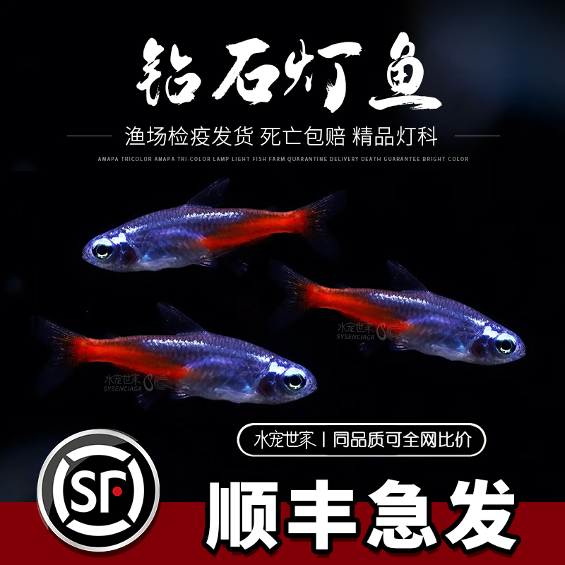 钻石灯鱼宝莲灯红绿灯鱼水族箱小型热带鱼观赏鱼灯科鱼活体好养