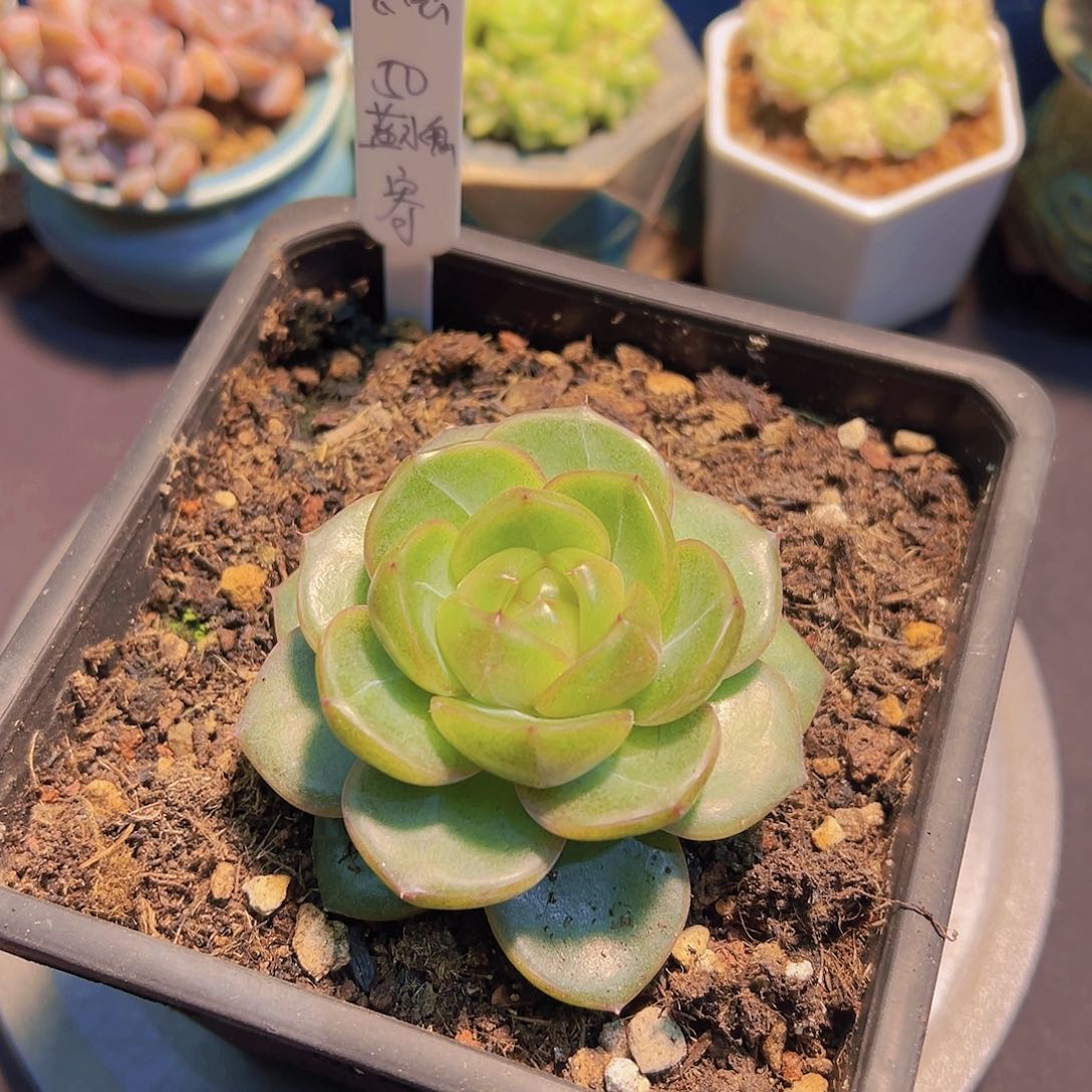 布**寳蓝水鬼珍妮，多肉植物，