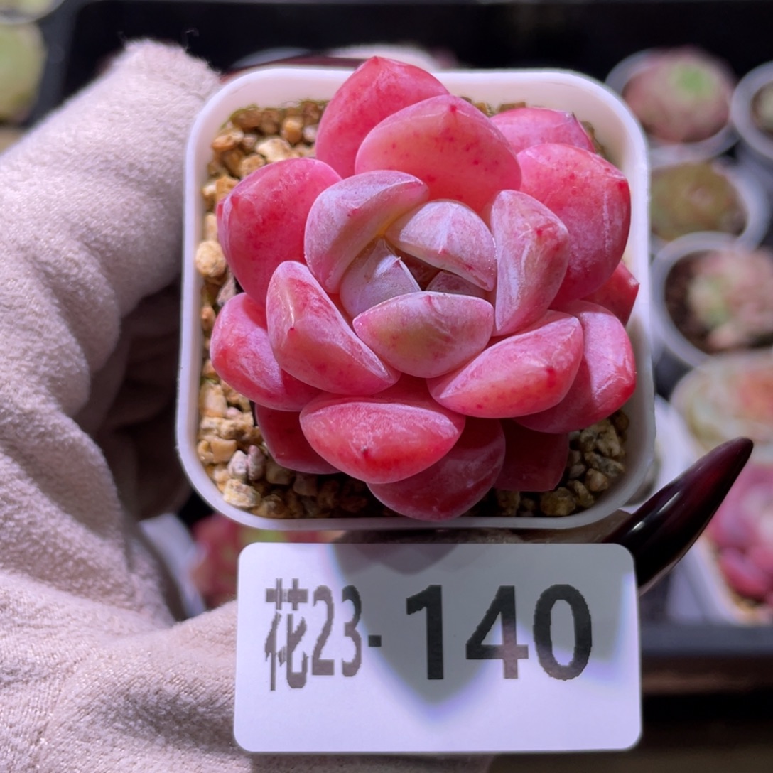 花利美23-140新品