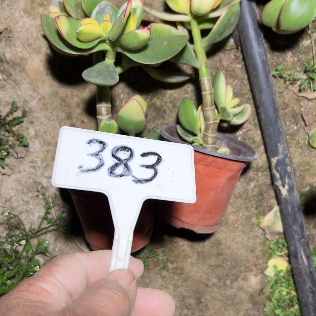 宅***雪多肉植物组合2个系列383