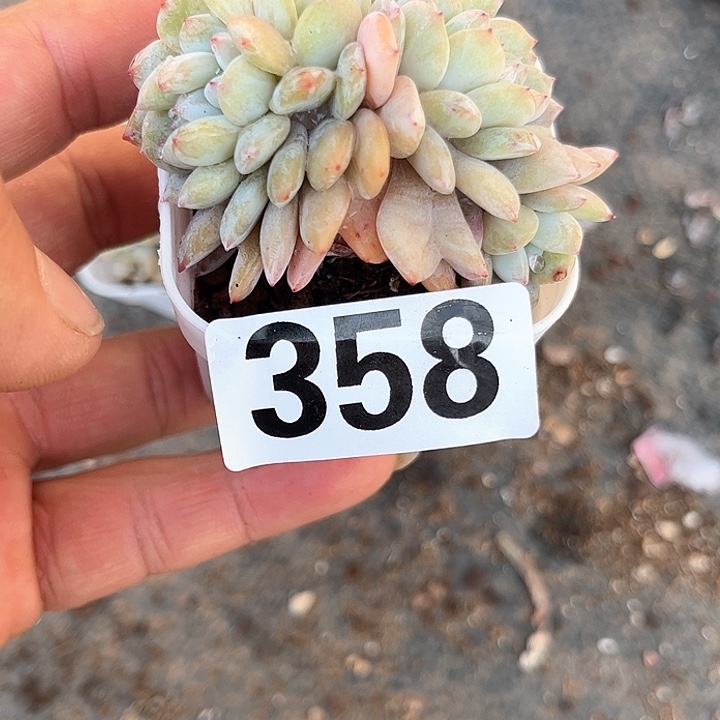 爱*猫多肉植物一物一拍