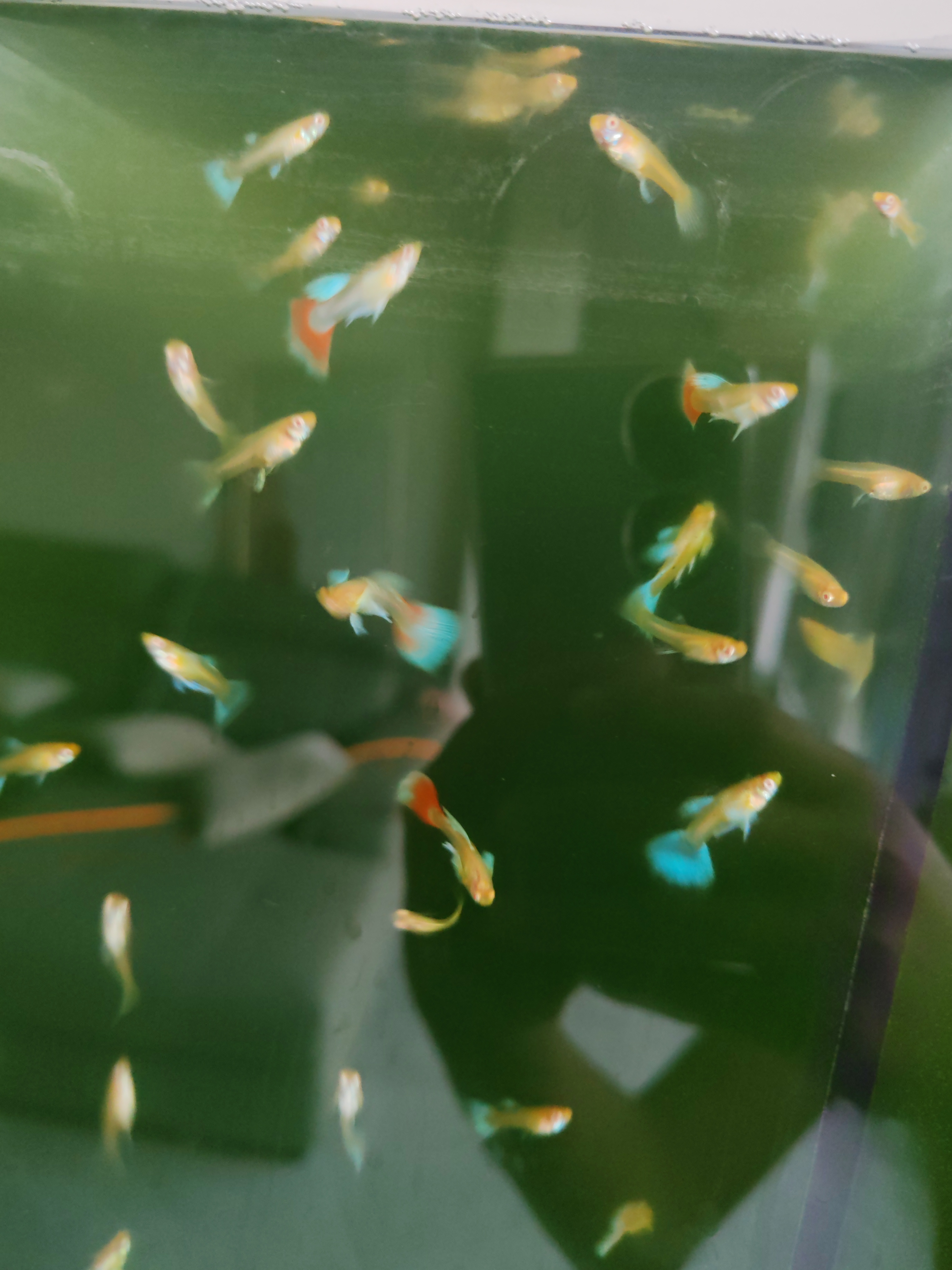 孔雀鱼热带观赏鱼小型淡水鱼苗好养活