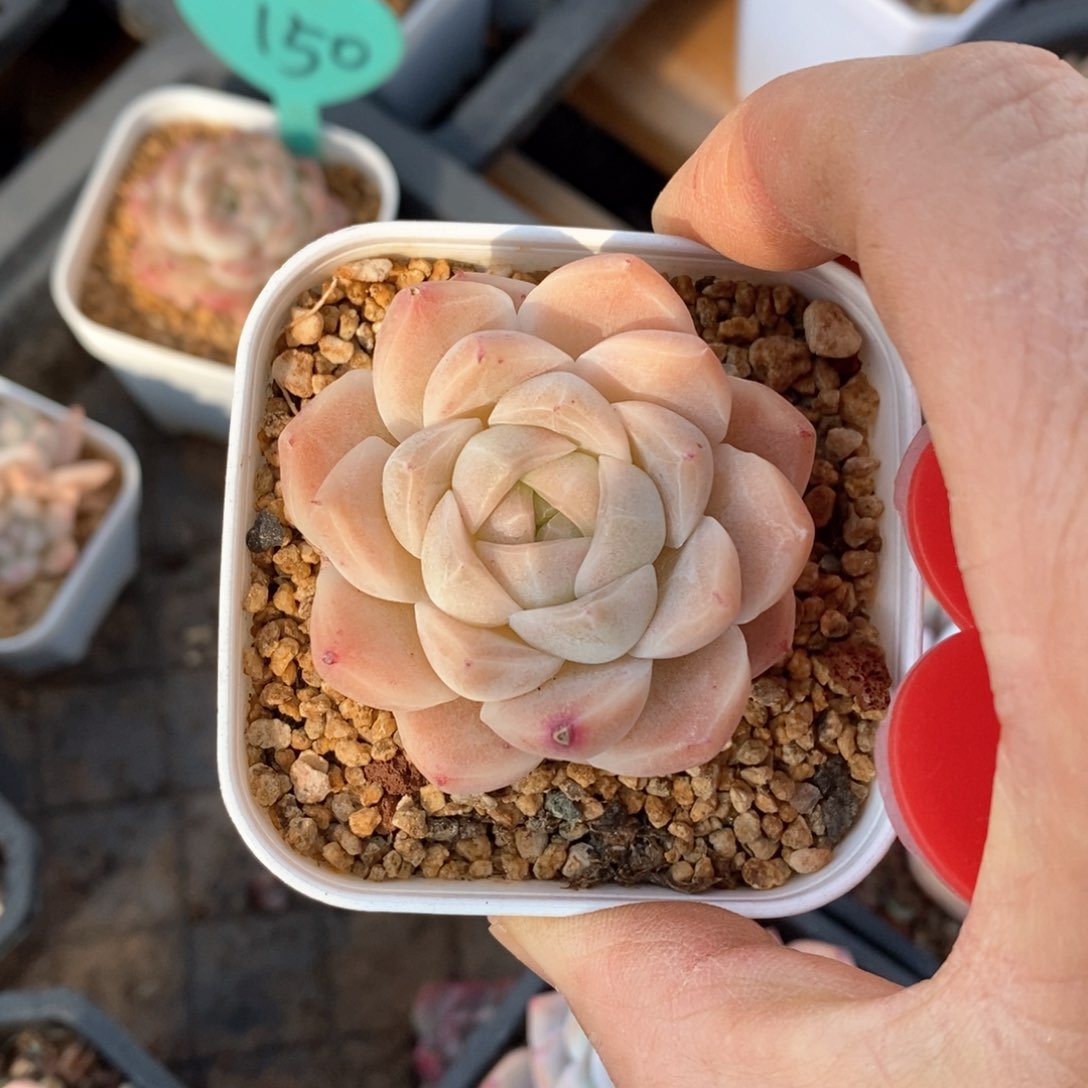 精品多肉一物一拍不包整12