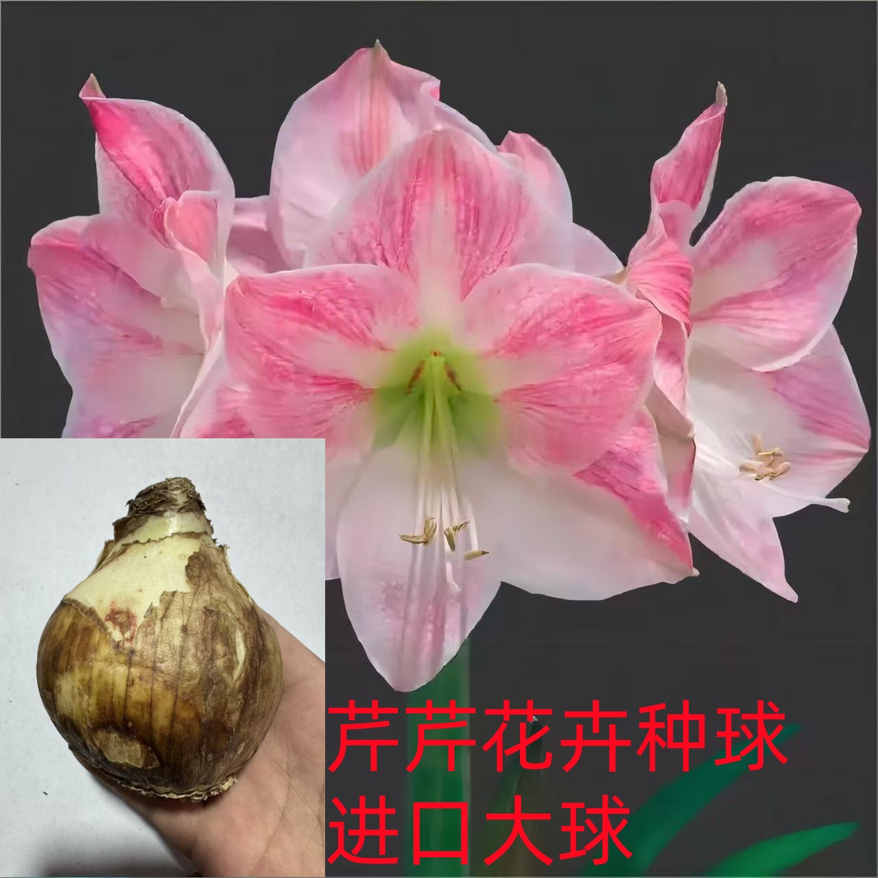 进口重瓣朱顶红种球室内外盆栽四季开花好养活观赏植物