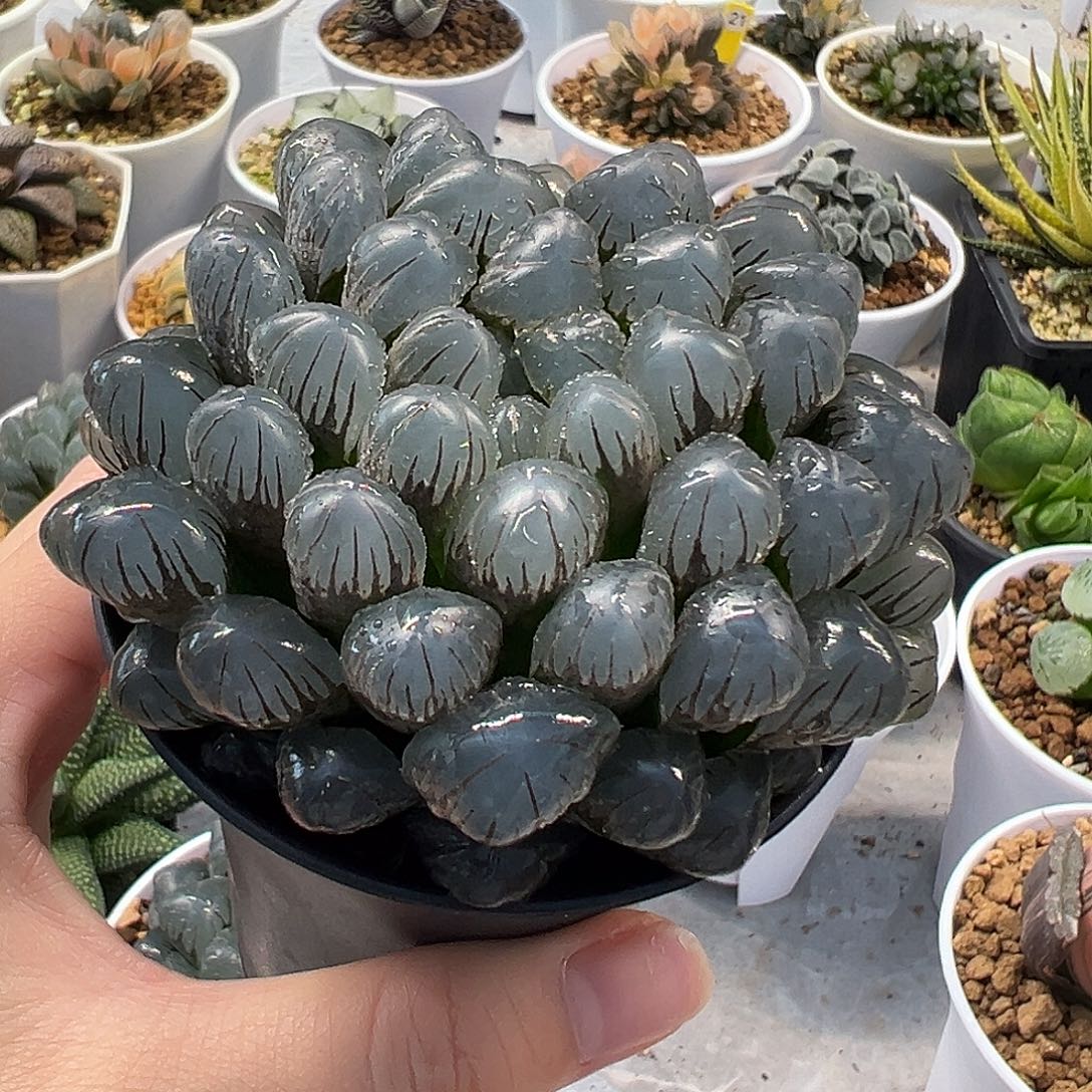 OB冰灯玉露母本十二卷多肉植物