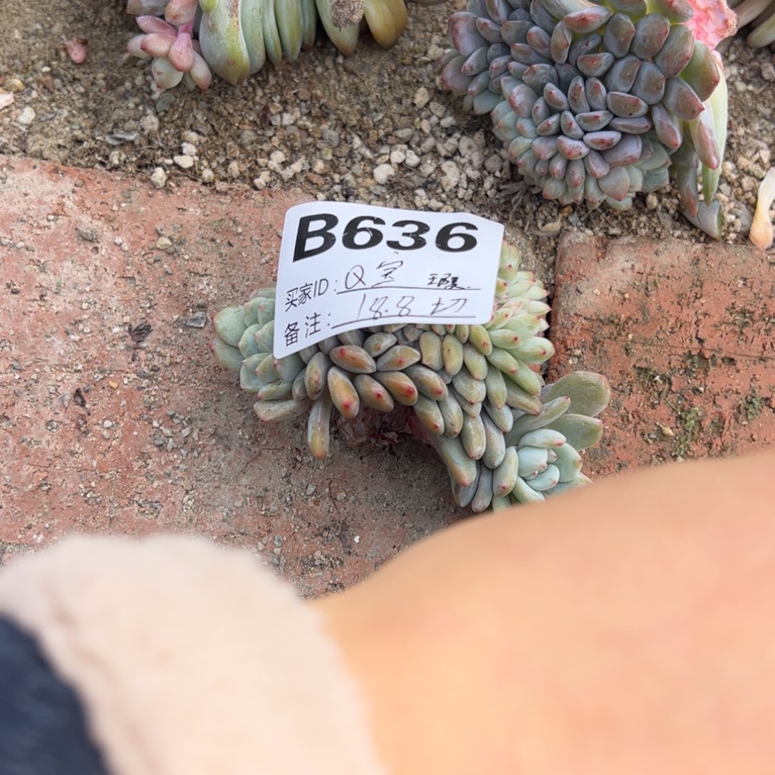 Q***宝b636瑕多肉多肉多肉