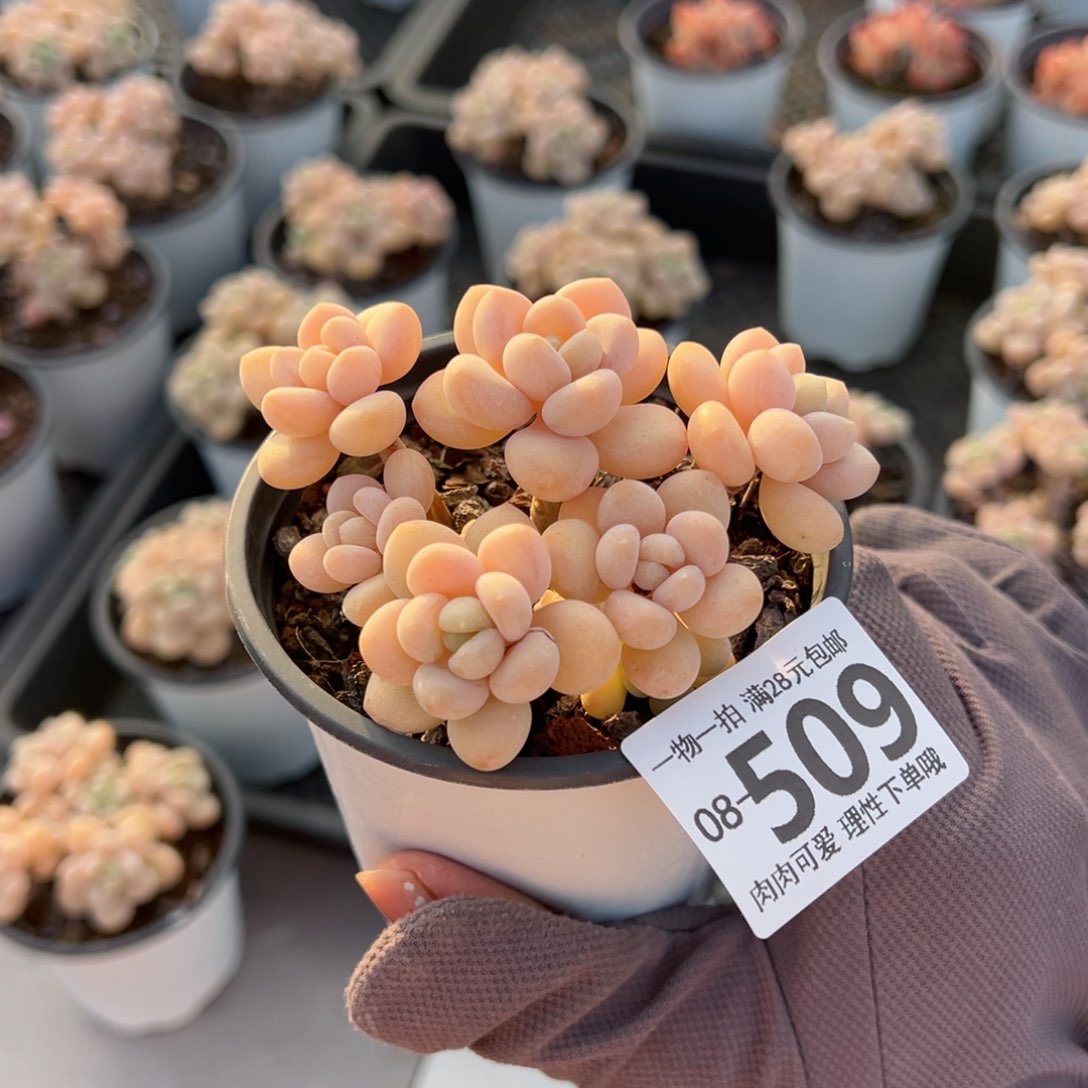 奶白糖多肉多肉多肉多