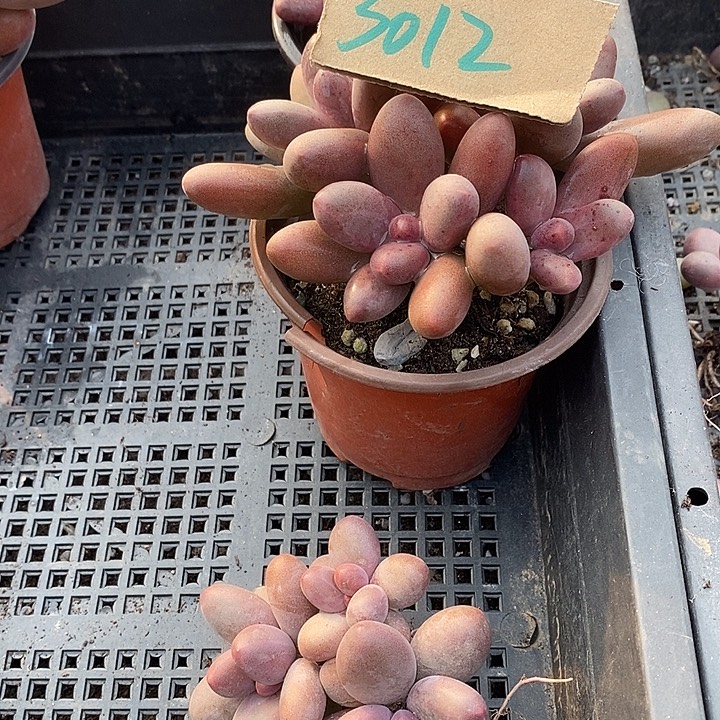 云***田无花朵3012号一物一拍糖果