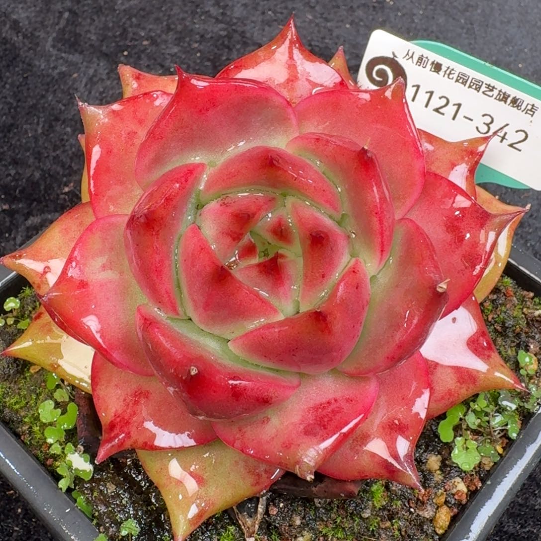 从前慢多肉精选编号1121.342