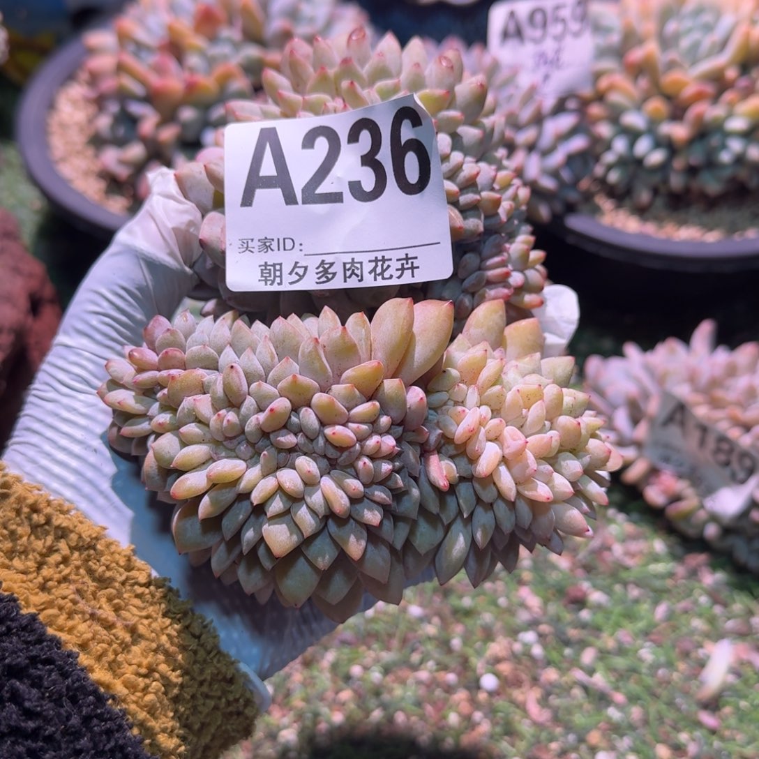 星影缀化福利福利