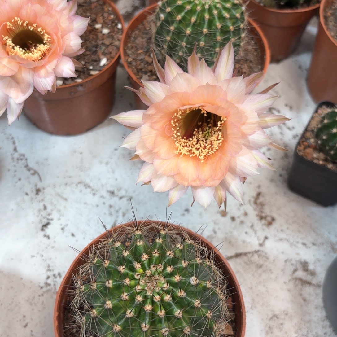 彩草茶香槟6公分左右