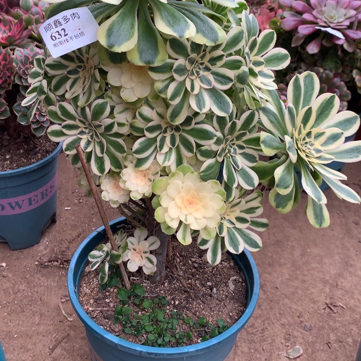 632保时捷多肉植物特价