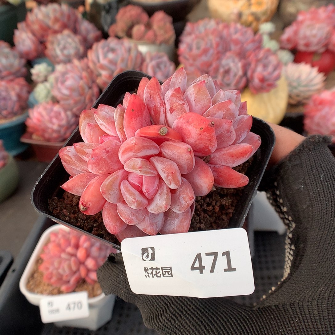 471雪天使多肉植物6666