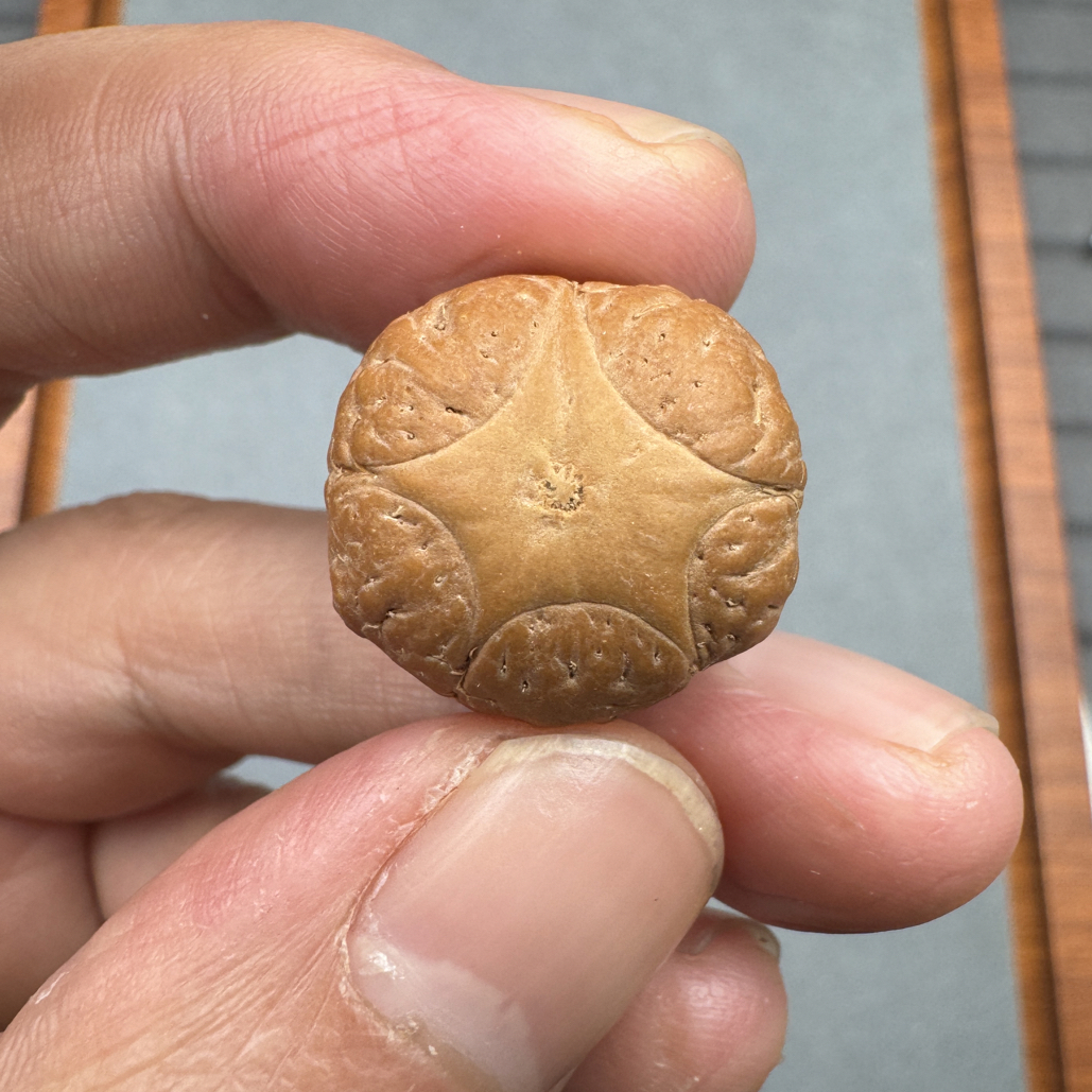 21+尼泊尔五星上将菩提凤眼三通佛头，非质量问题开孔不退n11500