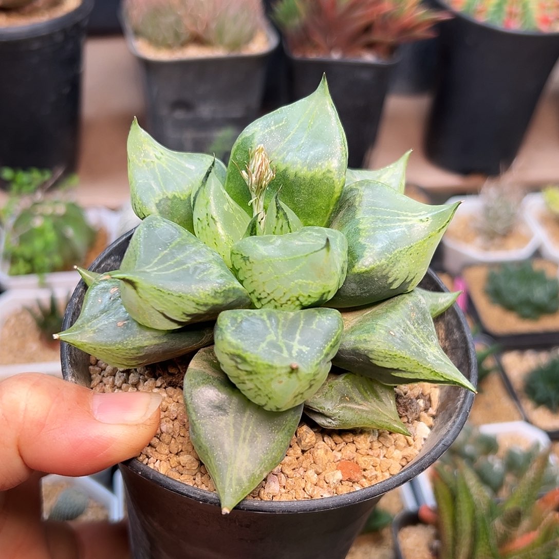 裹般若玉露母本大颗10cm