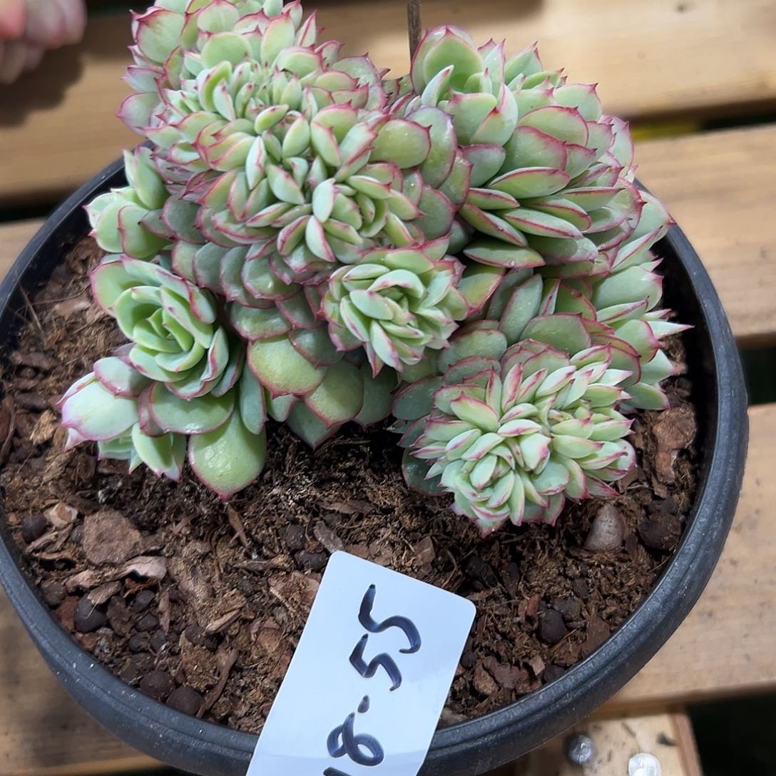 趙***?218-55牡丹亭缀化多肉