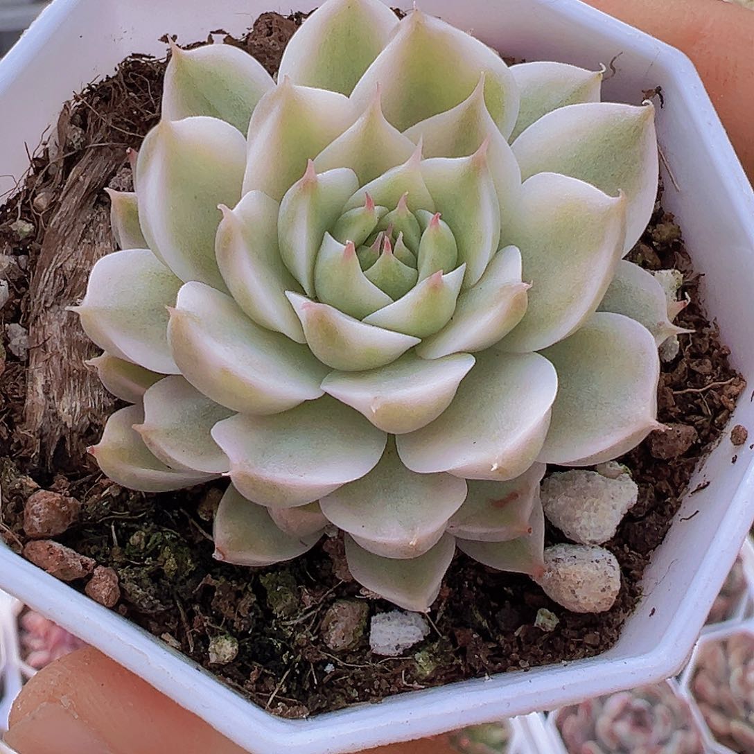 玛格丽特锦19包邮多肉