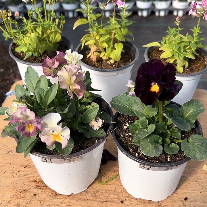 水晶抖音直播闪拍31-32