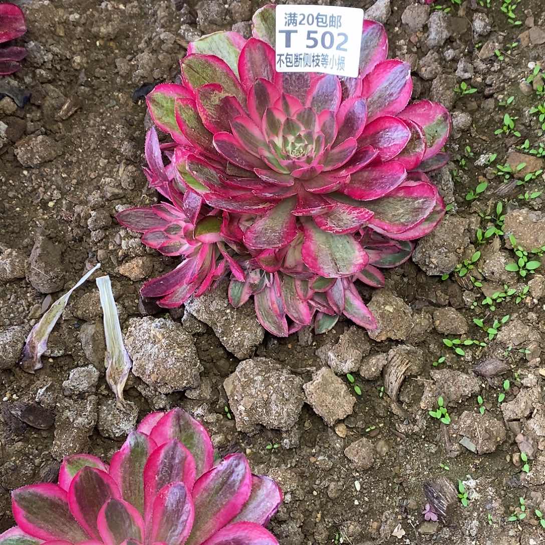 502倾城多肉法师锦多肉