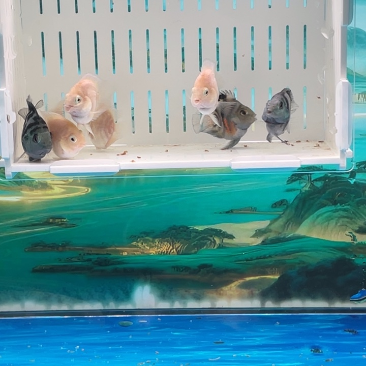 鹦鹉鱼苗子一窝79号单