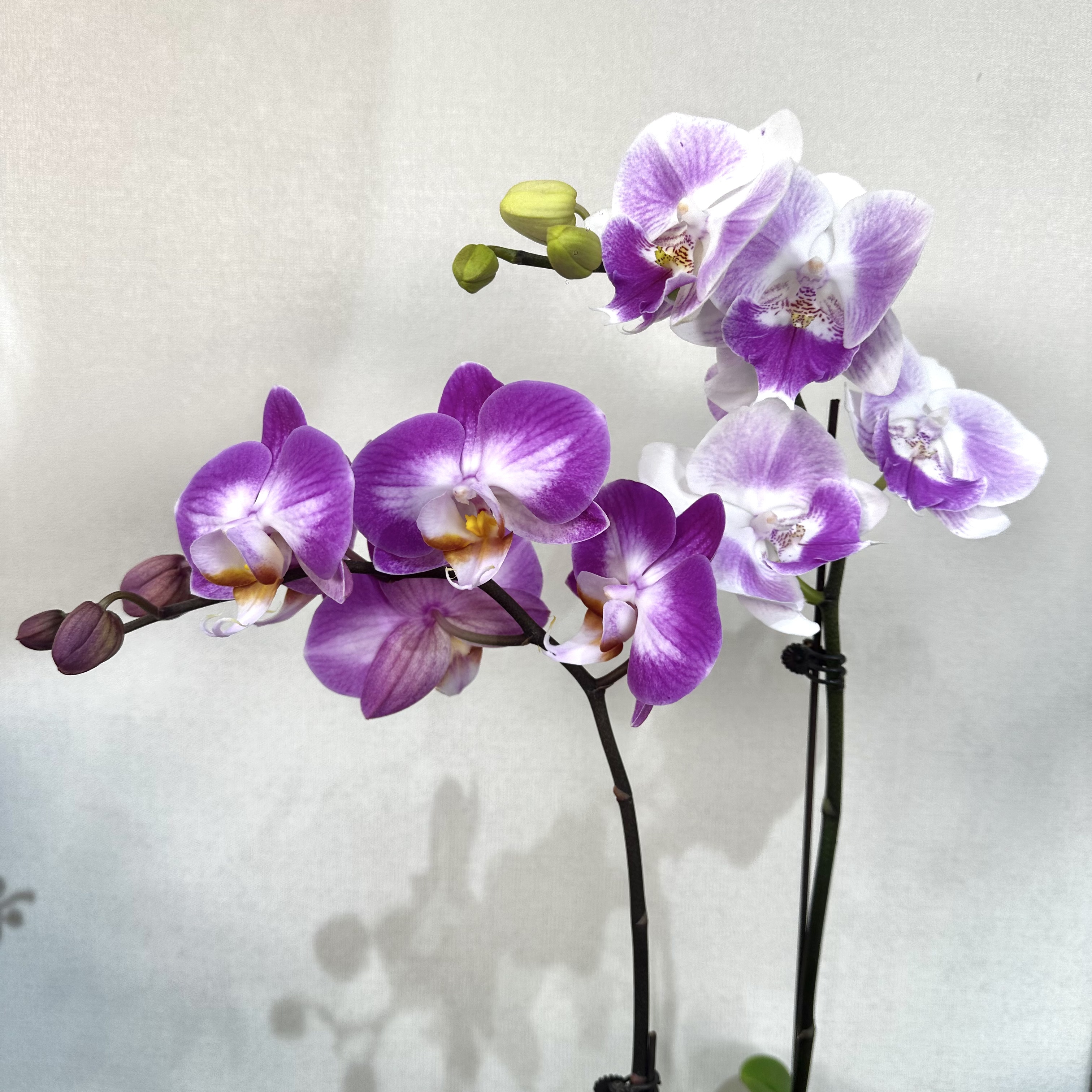 高品质【青梅竹马】蝴蝶兰宵花爆款 花期超长养过都说好