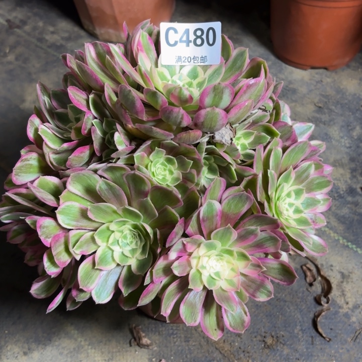 瑞妈，，。。。。480孔雀翎