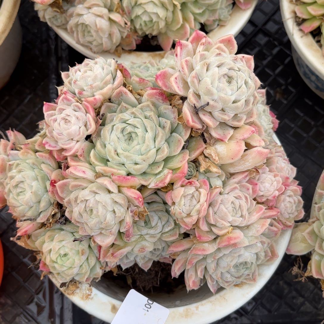 同温层多肉85白月影