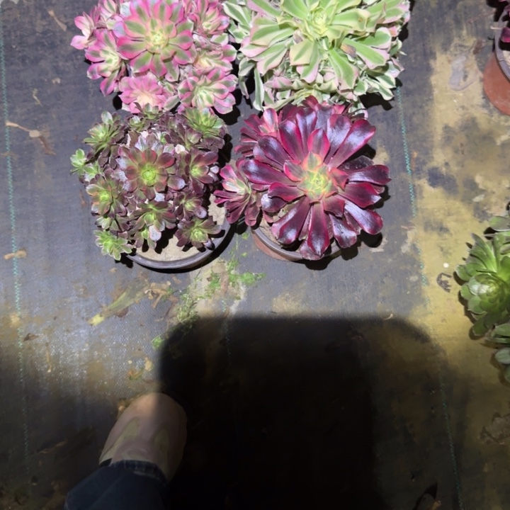 一单包邮不包侧枝71