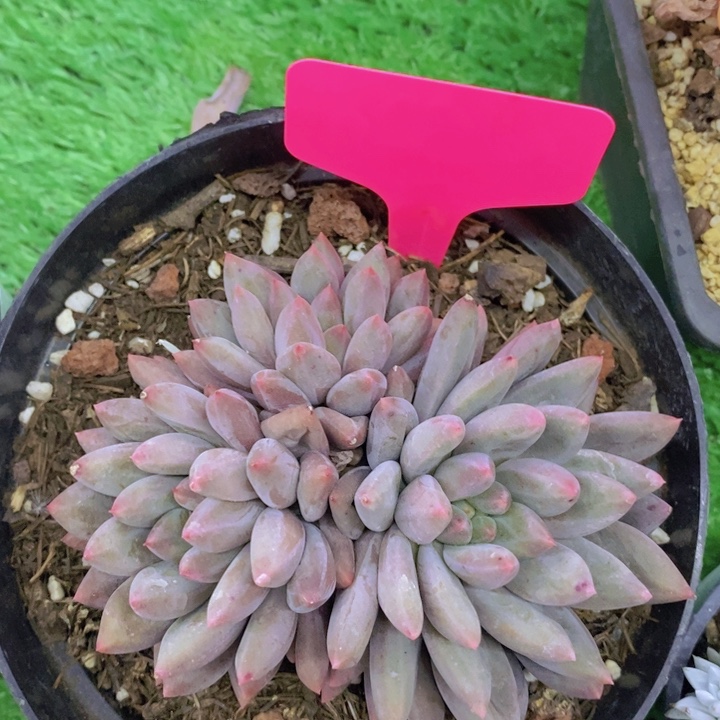 多肉植物，开心多肉