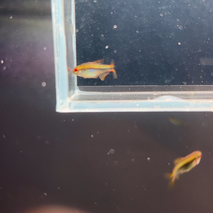 灯科鱼粉色牌2号 彩虹F1 2cm