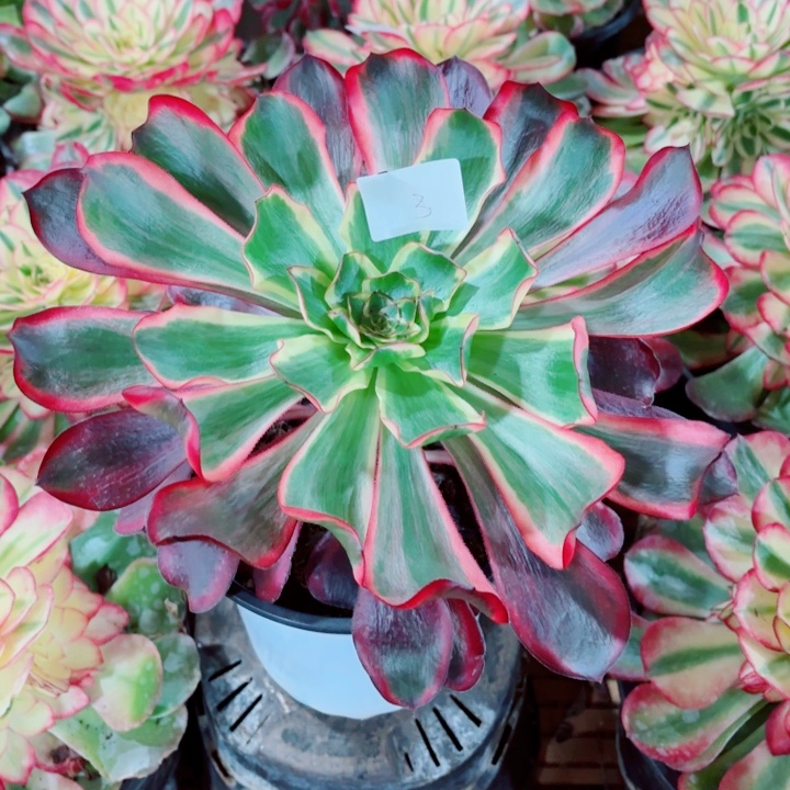 云南魅影好看3号拍拍