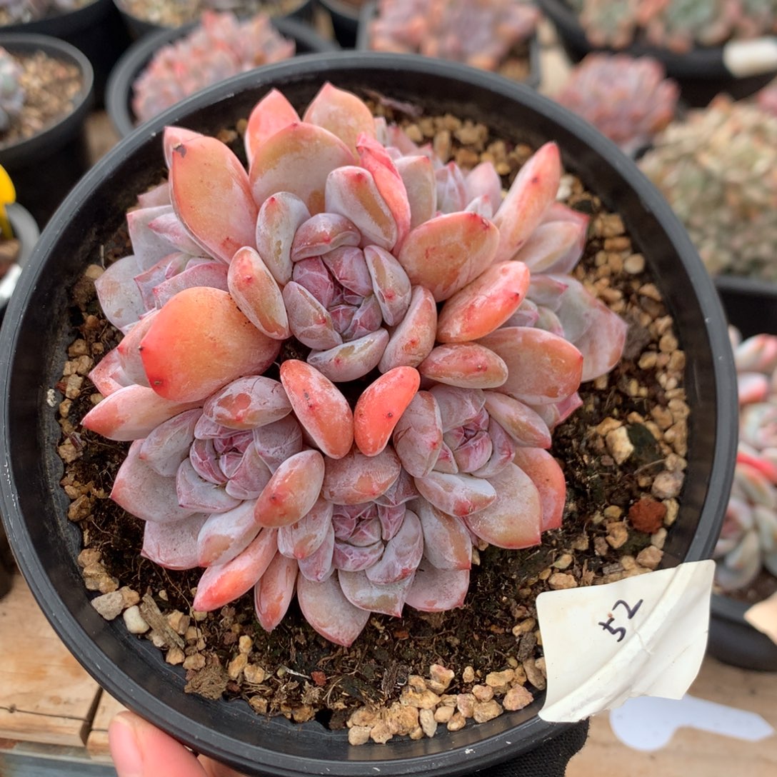 11.5厘米七头石榴籽星影捧花 无砍 52