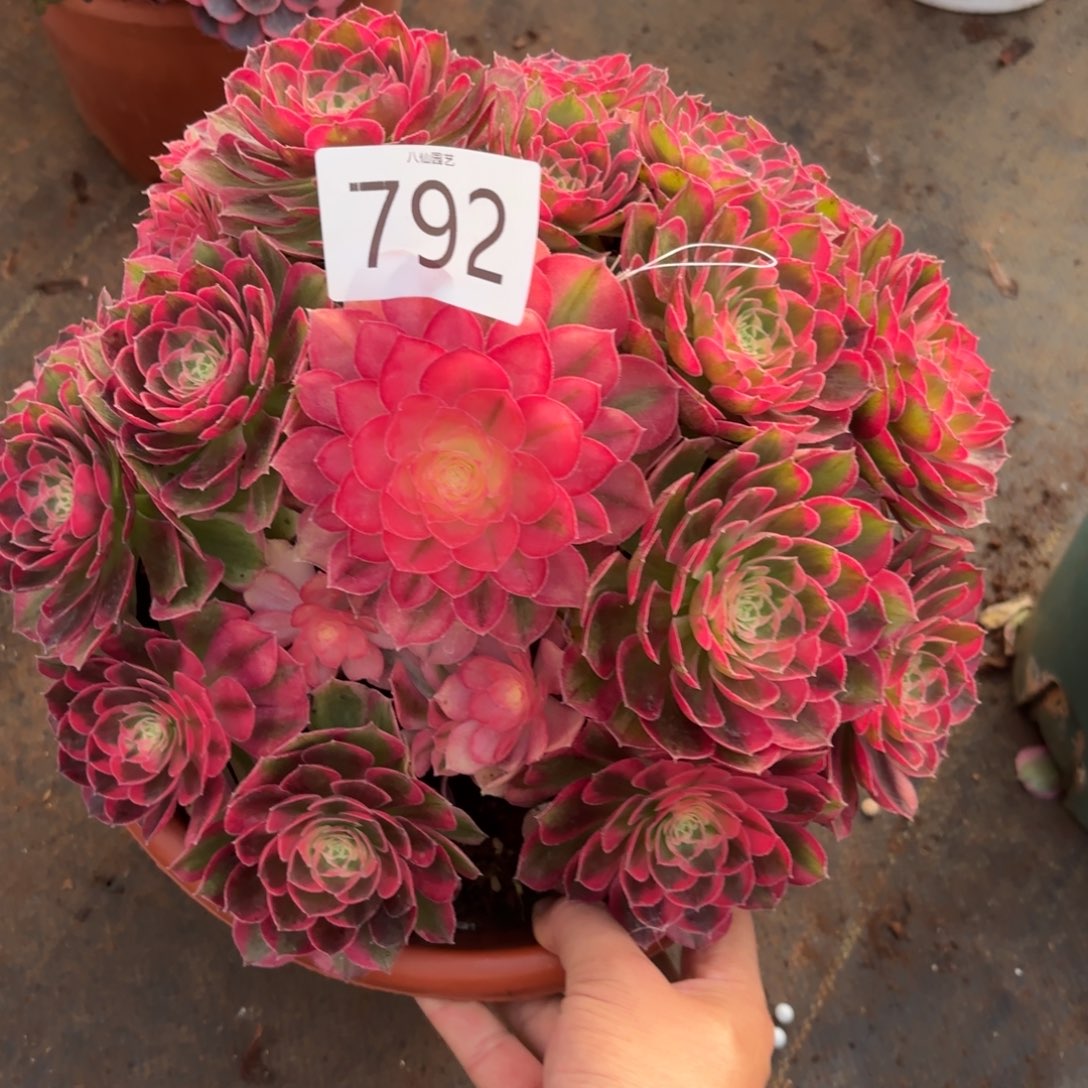 792多肉植物玉芙蓉特价