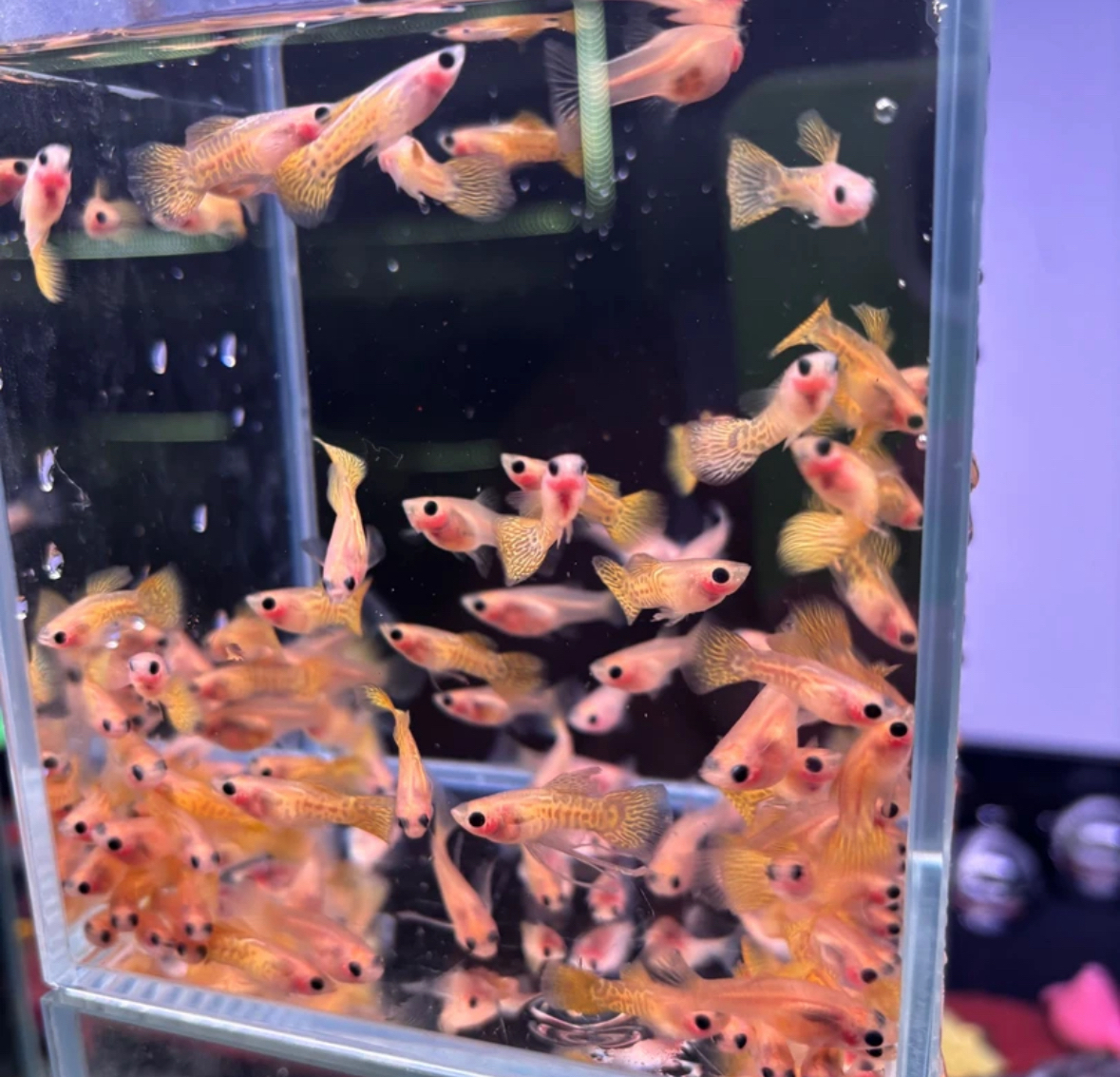 黄蕾丝玻璃猫孔雀鱼