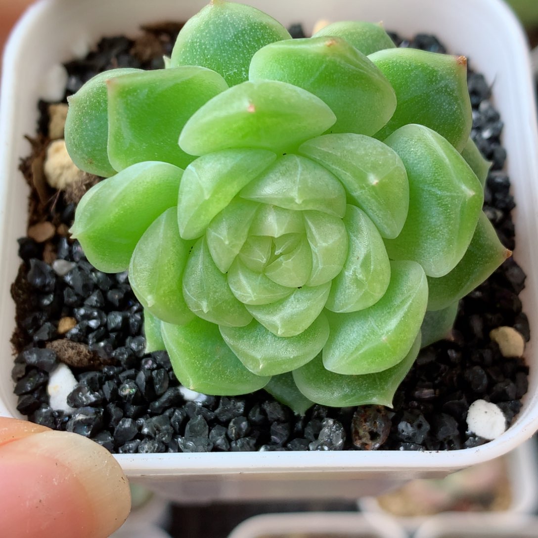 20泼富58包邮  群生不包整 