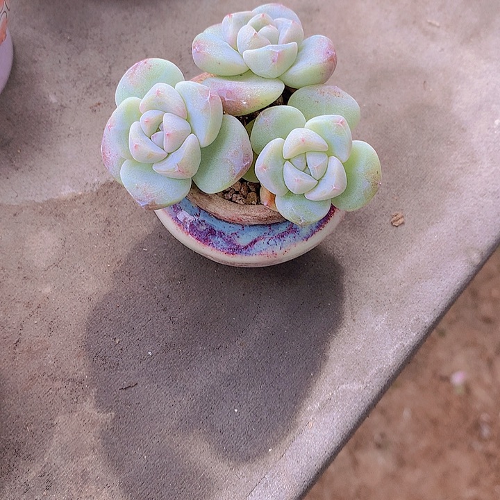 王***振一物一拍，冰玉带盆