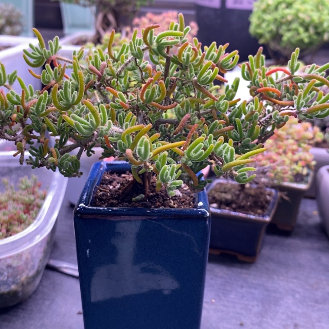 西****O235荧光兔带盆。        