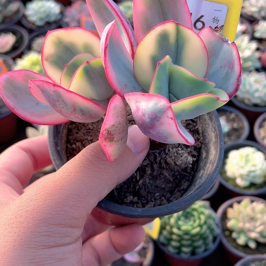 云***夫946号多肉植物盆栽