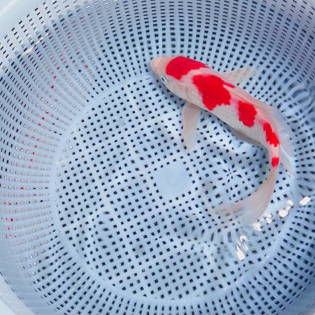 锦鲤锦鲤观赏鱼1111