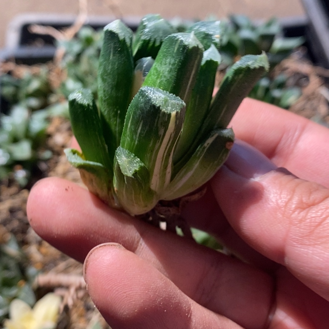 霸***哥1846 一颗福利。    